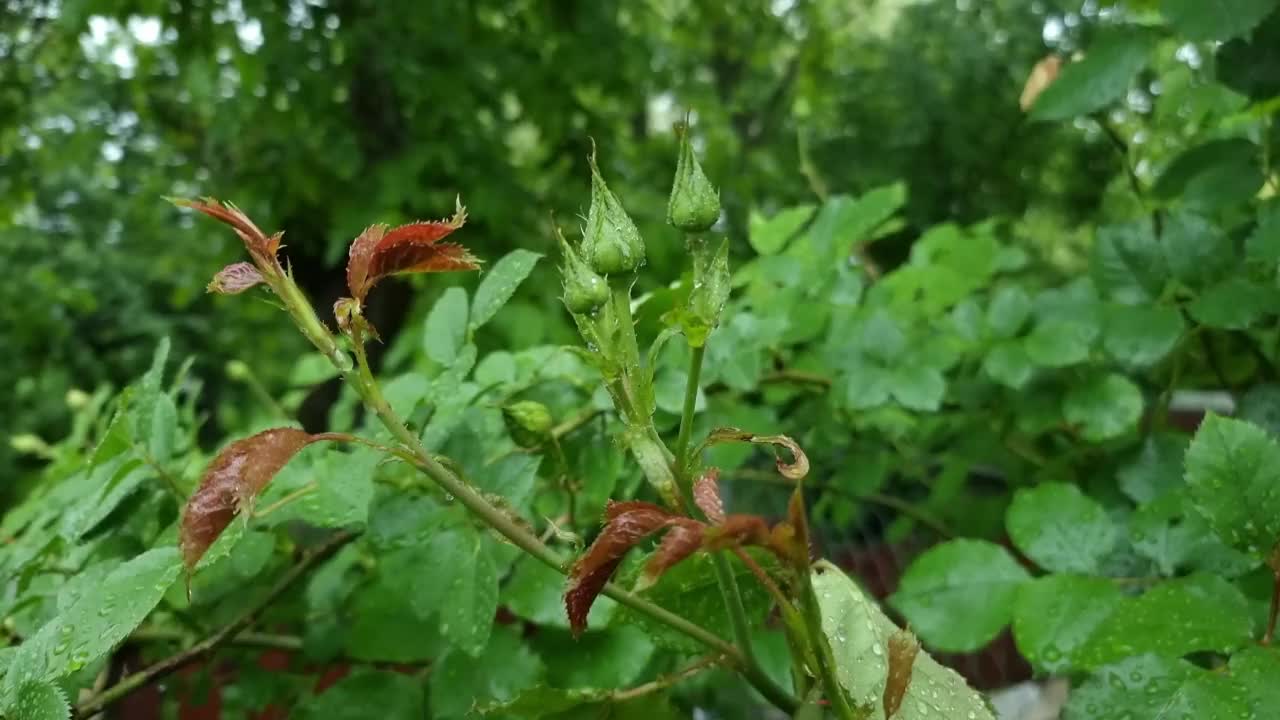 潮湿的小玫瑰花蕾视频素材