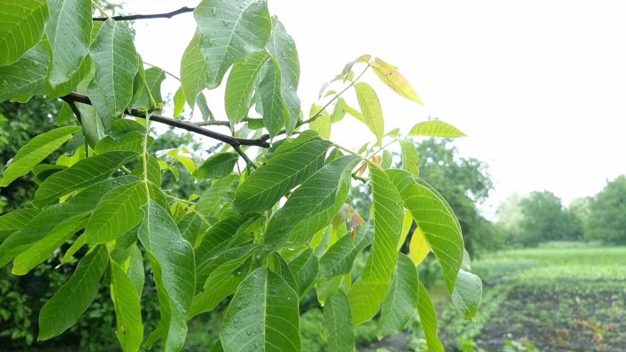 潮湿的核桃叶特写视频素材