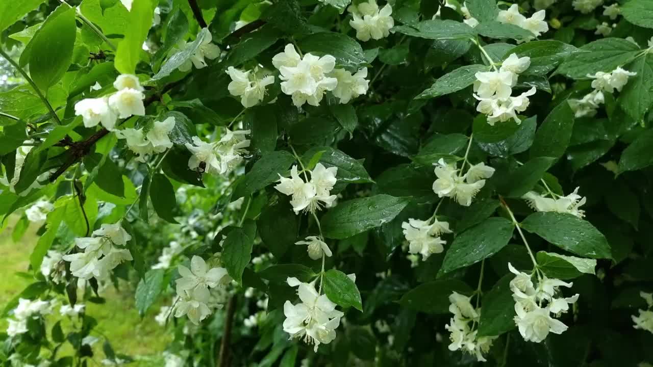 湿茉莉花丛视频素材