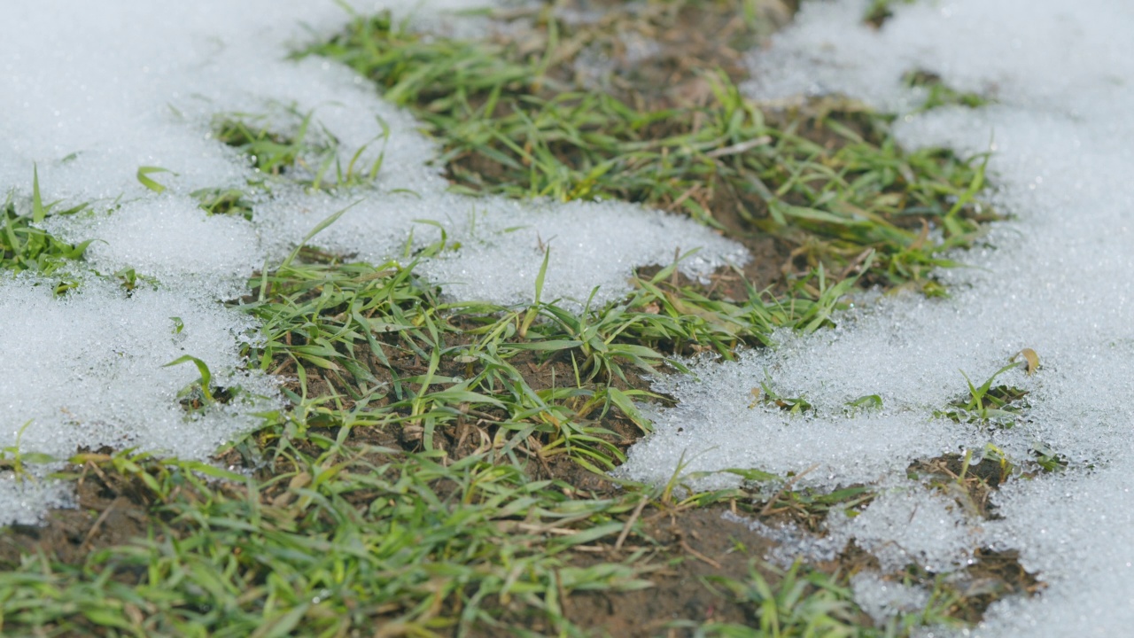 早春。雪下种着小麦的田野。冬收小麦雪田。时间流逝。视频素材