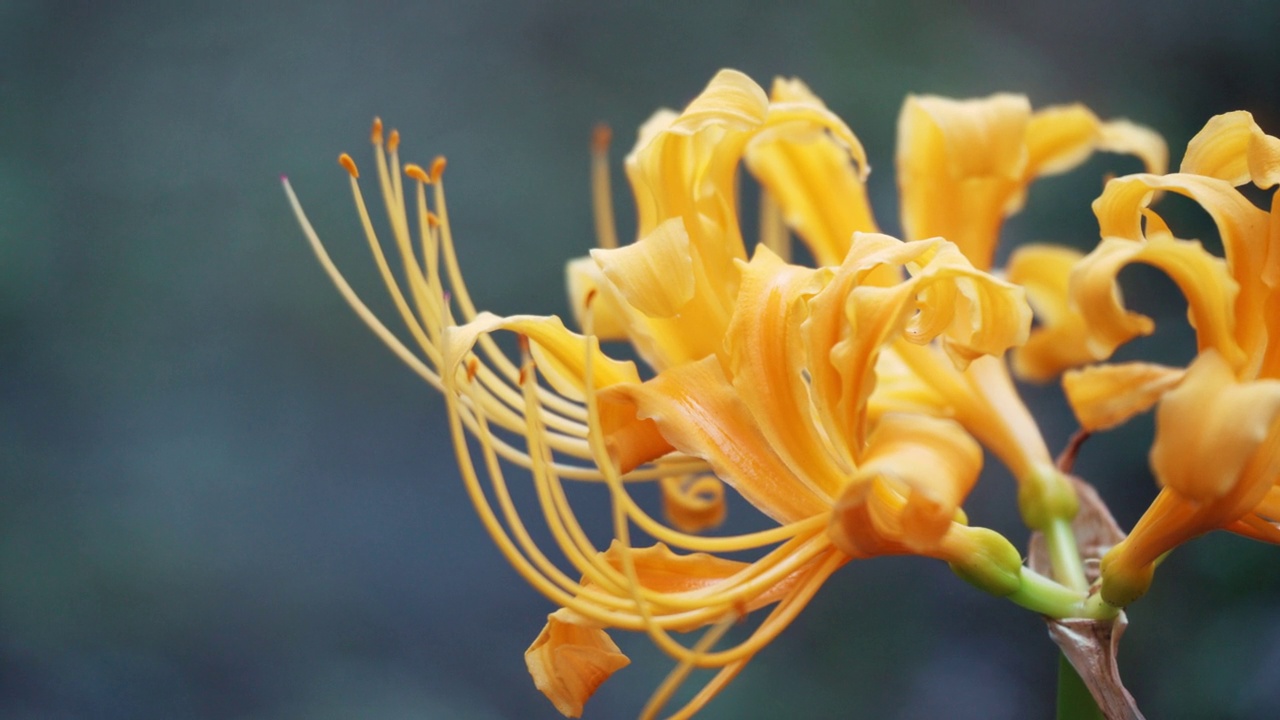 美丽的黄色簇孤顶花特写视频素材