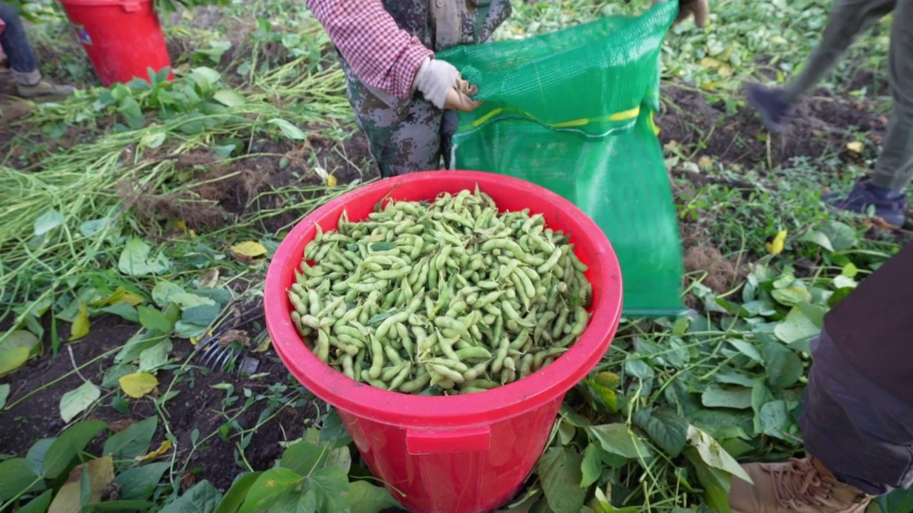 一名工人正在整理收获的青豆视频素材