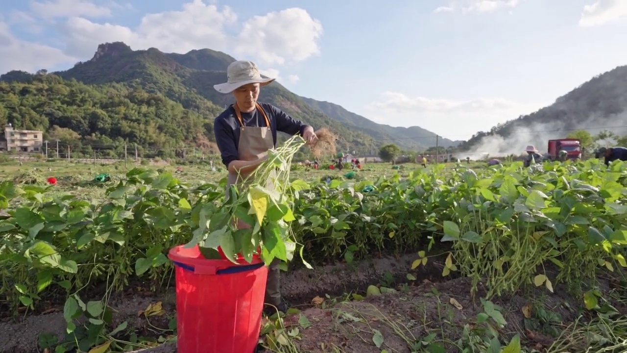 一位男农夫正在农场里收割青豆视频素材