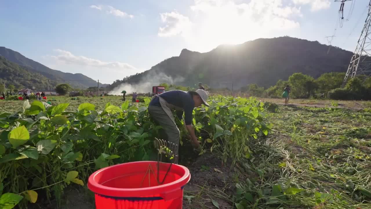 一位男农夫正在农场里收割青豆视频素材