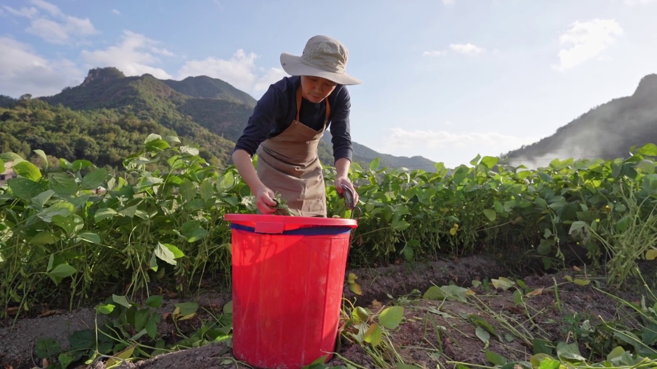 一个人正在地里收割青豆视频素材