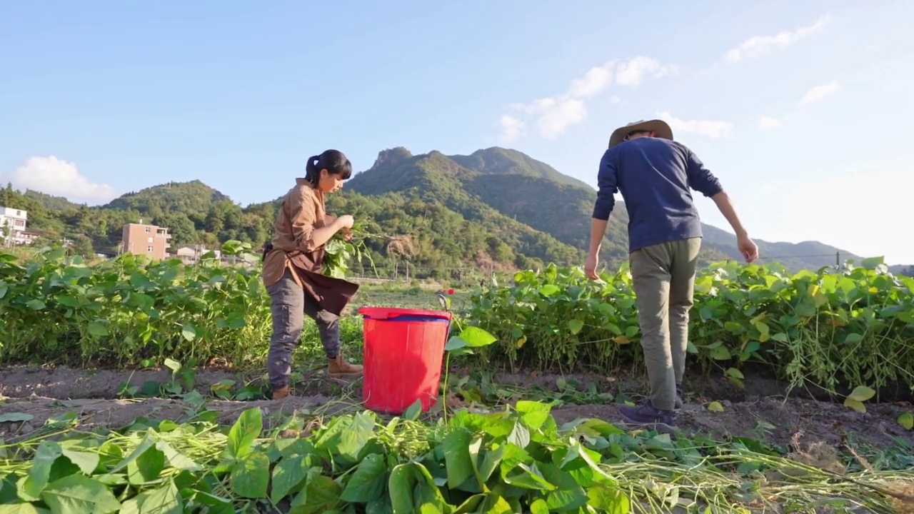 两个男女农民在农场收割青豆视频素材