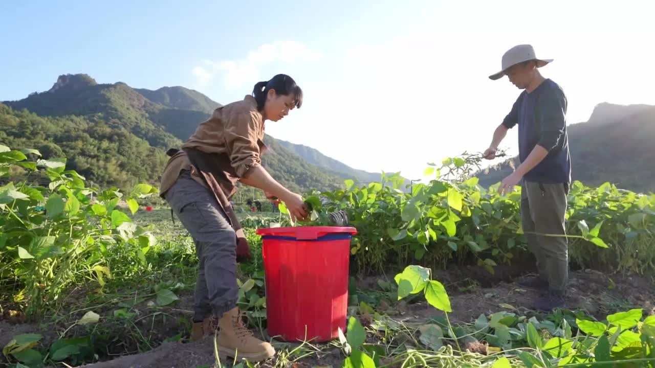 两个男女农民在农场收割青豆视频素材