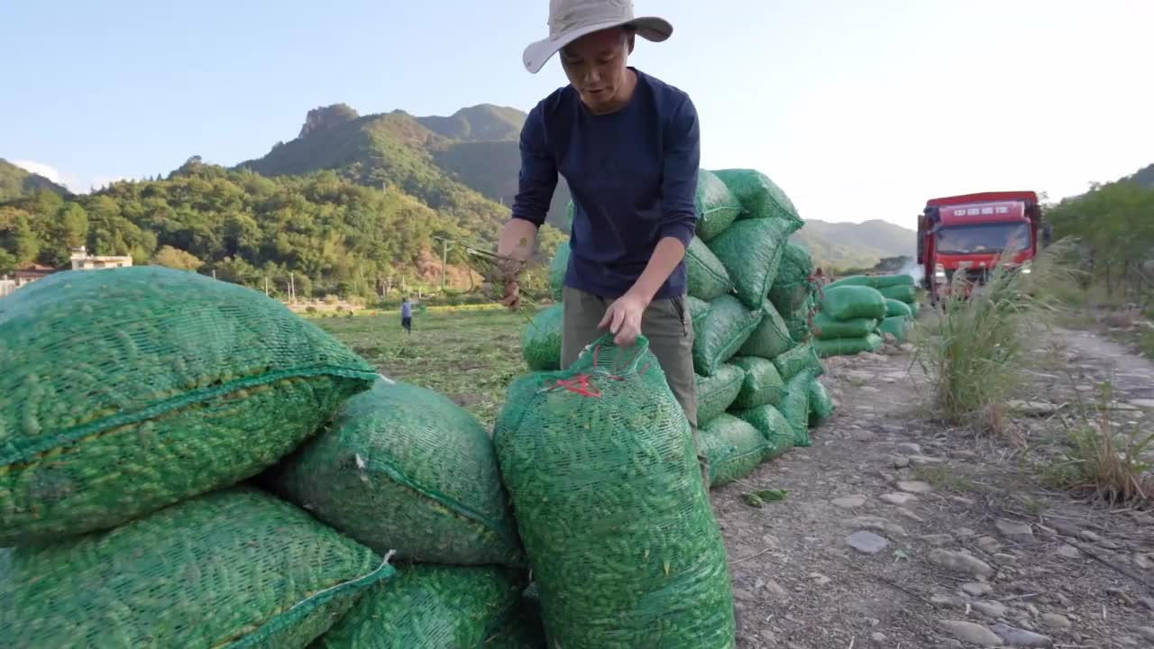 一个男农民正在农场里包装青豆视频素材