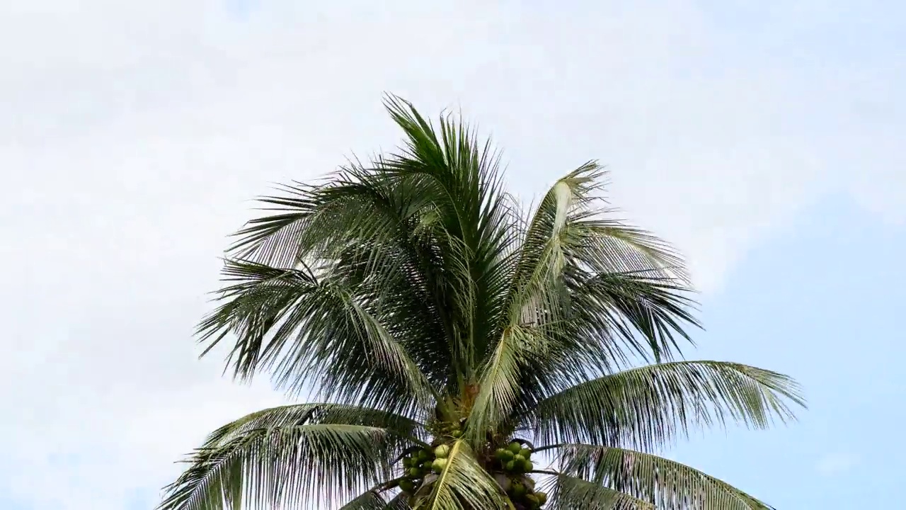 时光流逝的椰子树与蓝天白云，自然背景椰子树在风中飘扬。视频素材