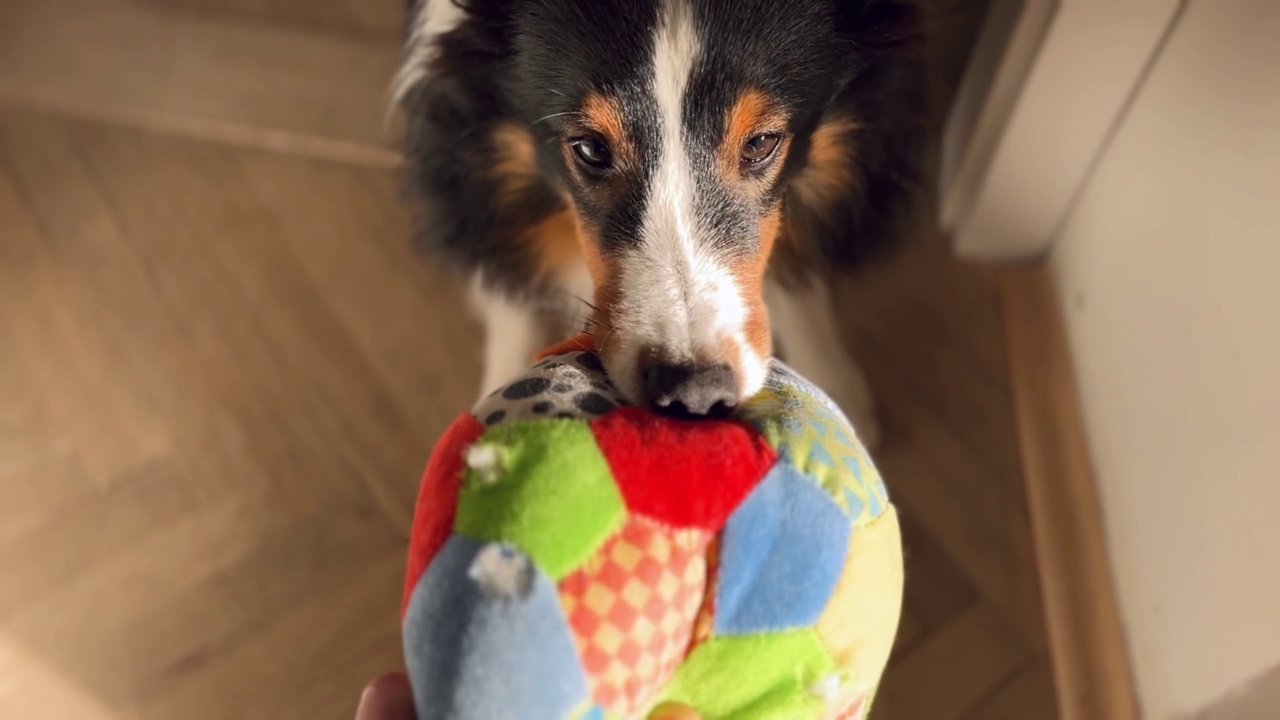 设得兰牧羊犬玩球视频素材