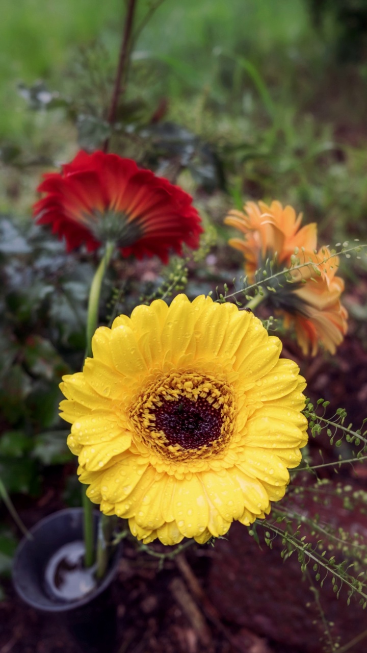 花园里盛开的三朵花视频素材