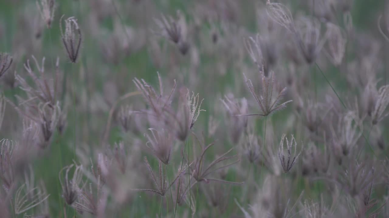 芦苇花的离焦视频素材