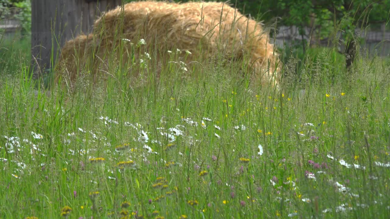 草地上的草药、雏菊和干草堆。视频素材