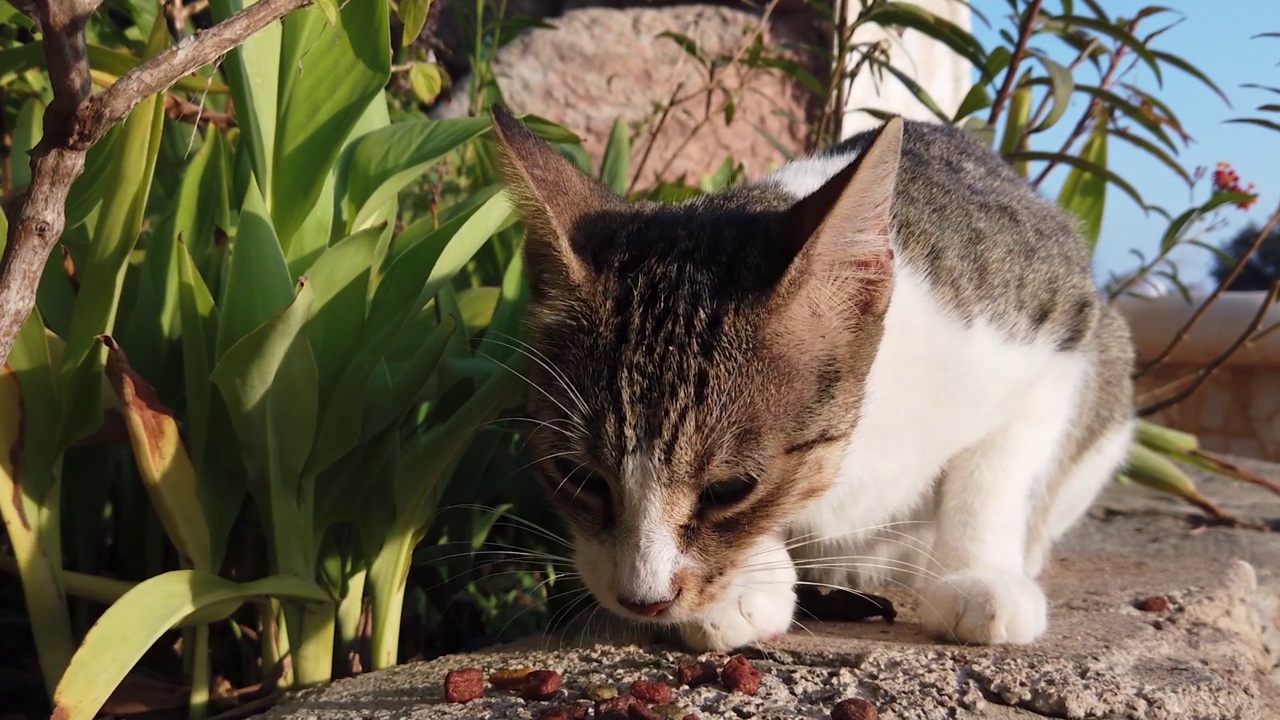 一只流浪猫在绿色的灌木丛中吃猫粮。视频素材