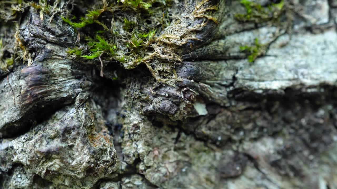 滑拍，垂直推车树皮。它的纹理是宏观的，树皮覆盖着绿色的苔藓。视频素材