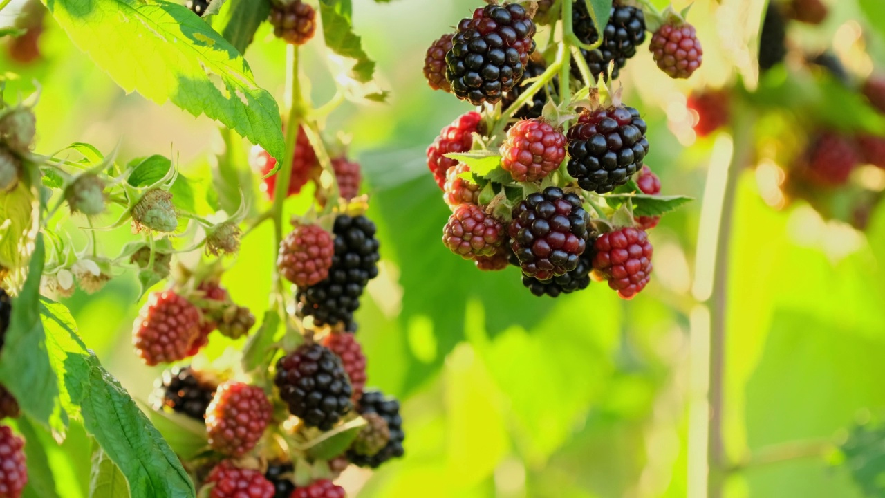 一捆捆成熟的黑色、红色和绿色的未成熟黑莓在风中摇曳，露珠莓生长在夏日的灌木丛中。夏季浆果户外，近景慢动作视频素材