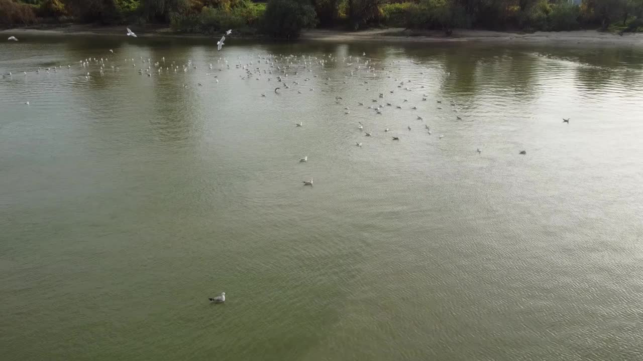 无人机拍摄的海鸥群在海面上飞行和游泳视频素材