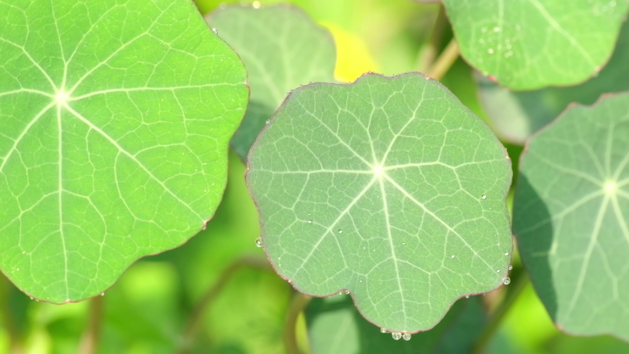 旱金莲的叶子。美丽的对角莲叶子随风摆动。花园里的Tropaeolum majus花视频素材