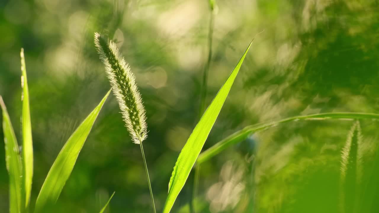 自然背景。野生的绿草，小穗在风中平稳地摆动视频素材