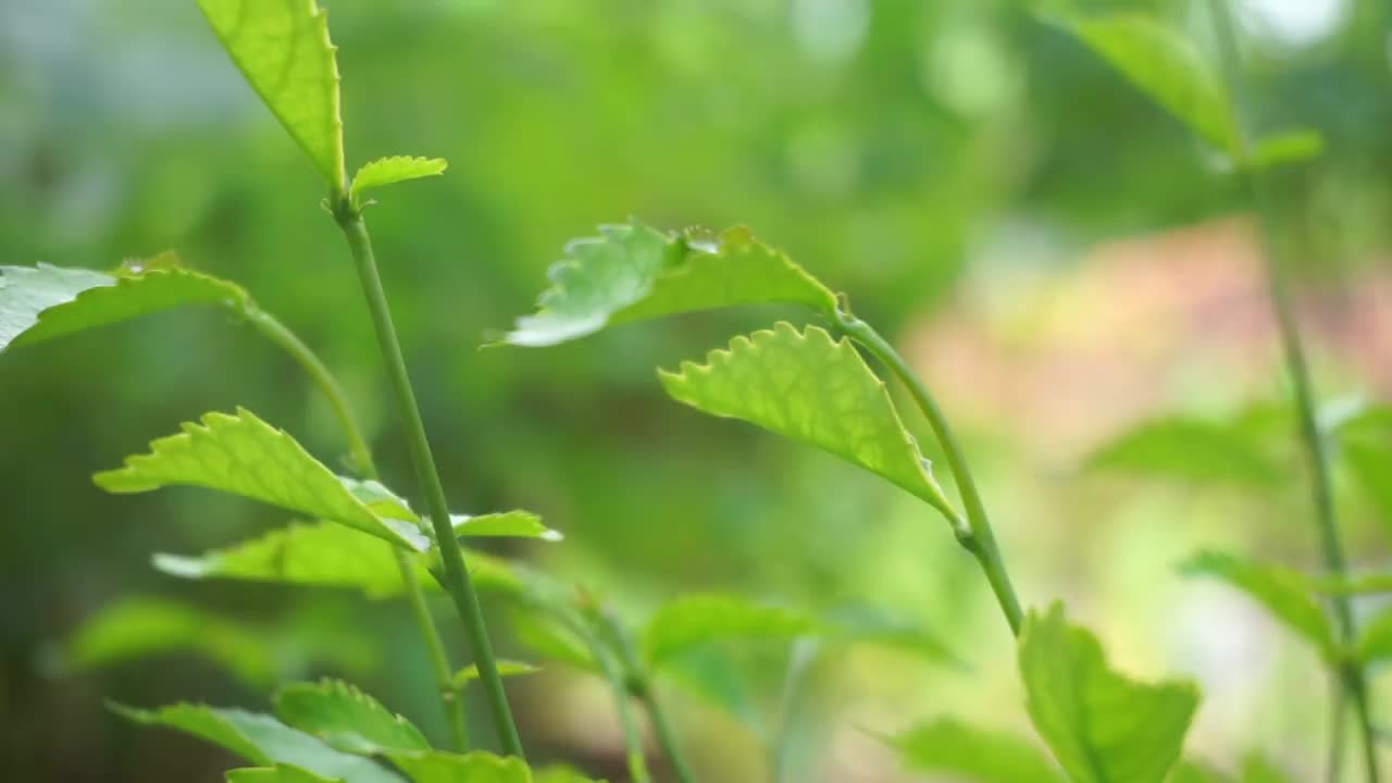 近距离裁剪的植物库存镜头，完美的背景视频素材