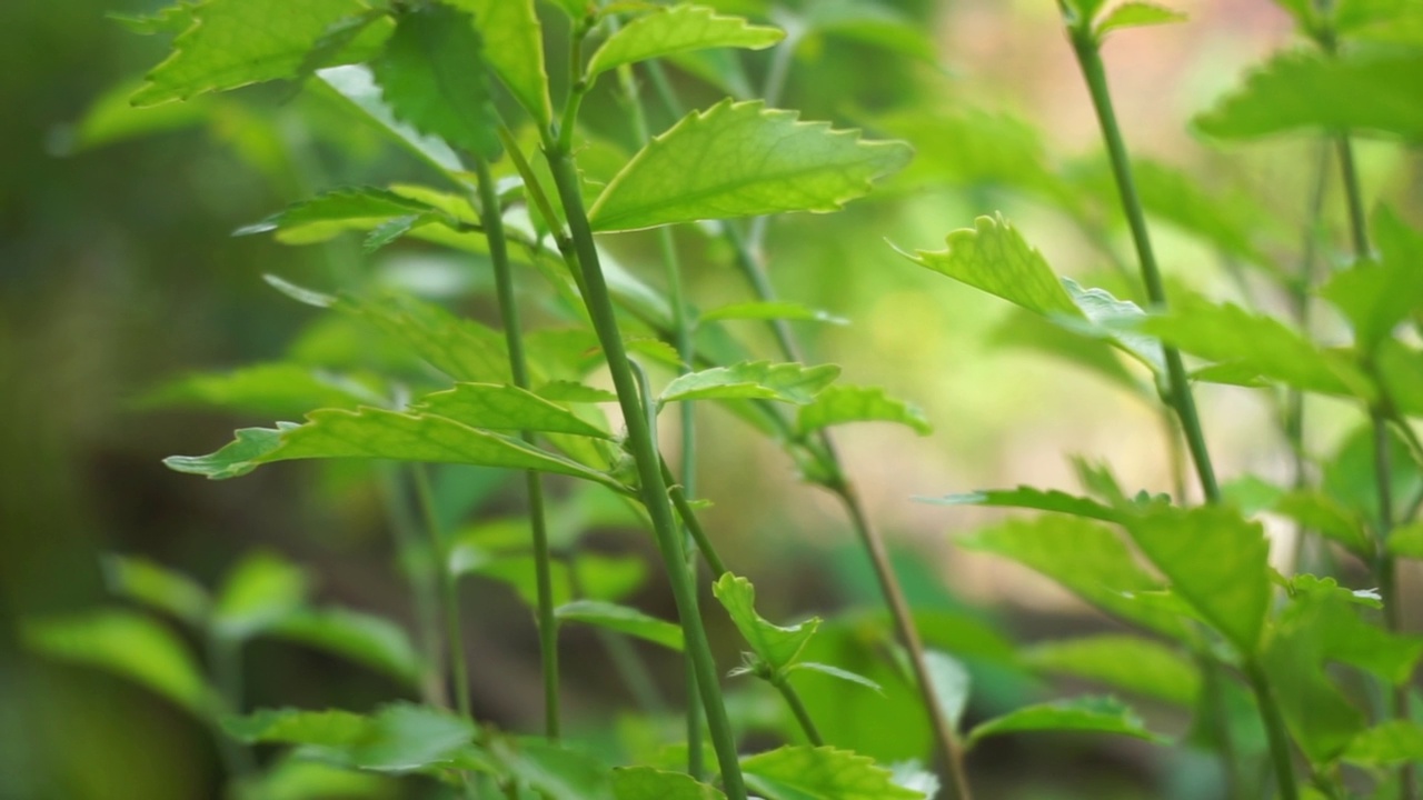 近距离裁剪的植物库存镜头，完美的背景视频素材