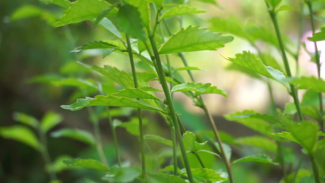 近距离裁剪的植物库存镜头，完美的背景视频素材