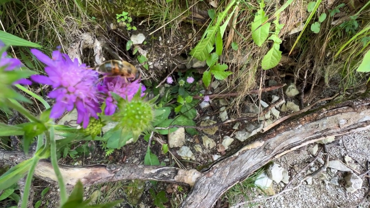 在湖边的野花上采蜜的蜜蜂视频素材