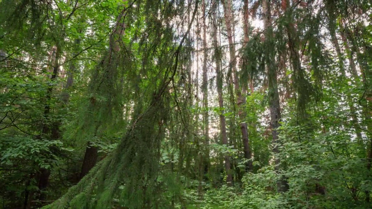 镜头穿过丛林，阳光穿过树林，超摄，时间流逝视频素材