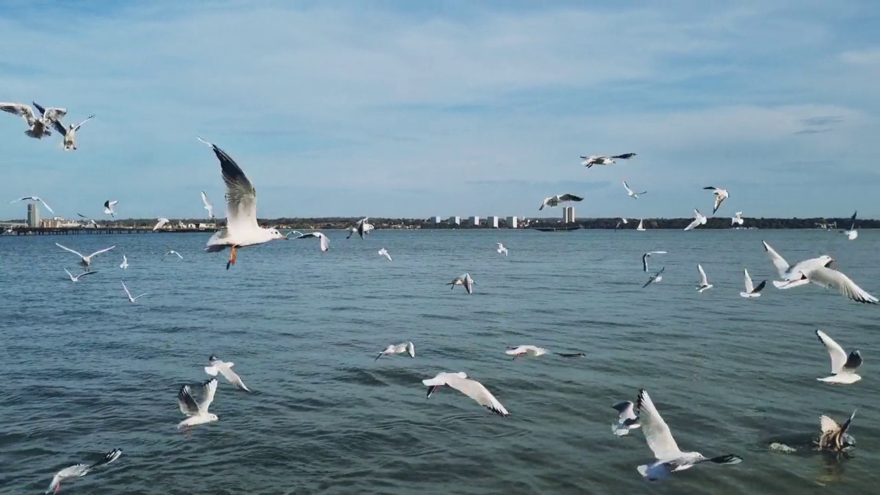 一群海鸥在海面上飞过视频素材