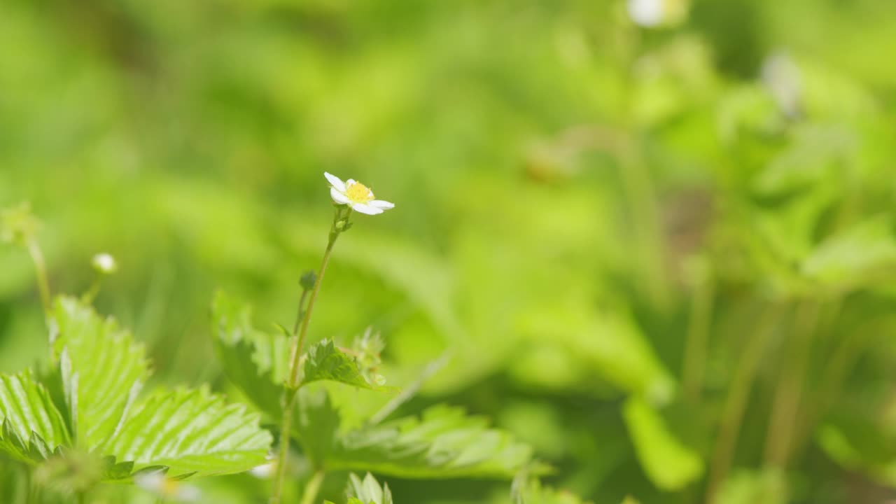 绿色的未成熟草莓植株上有白色和黄色的花。花园里的草莓丛。关闭了。视频素材