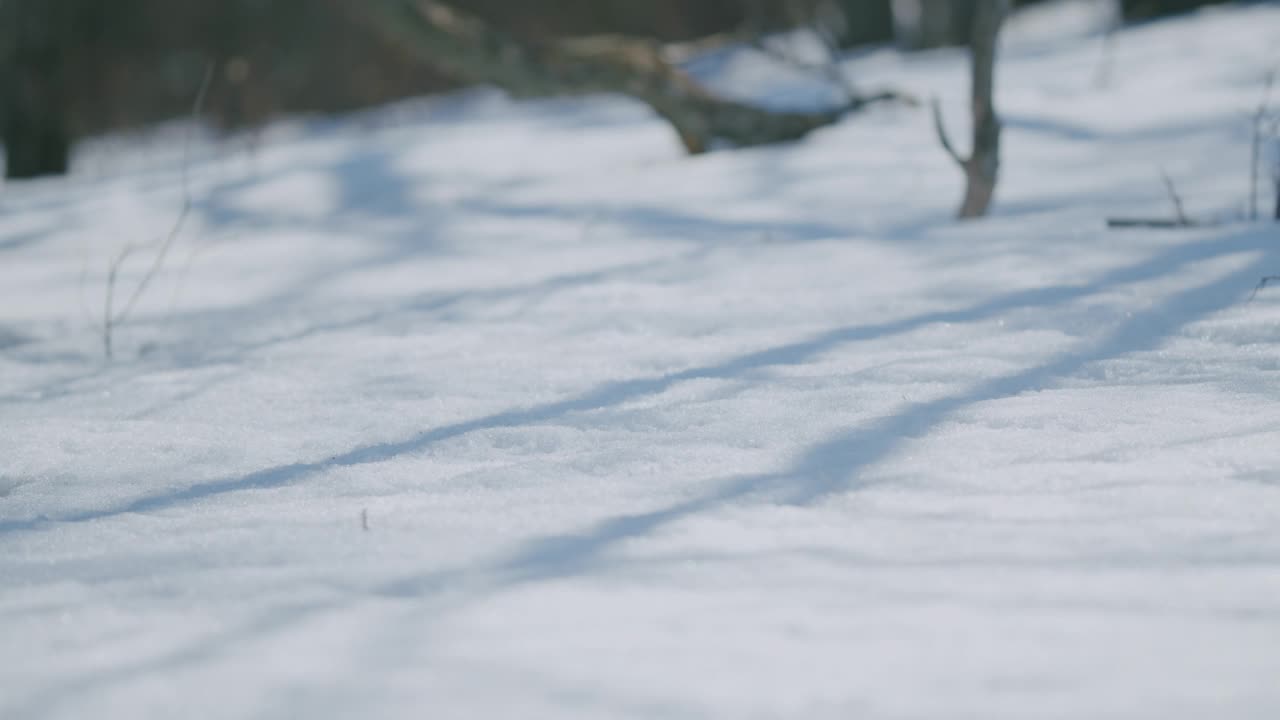 冬天的森林和阳光。雪地上长长的影子。平底锅。视频素材