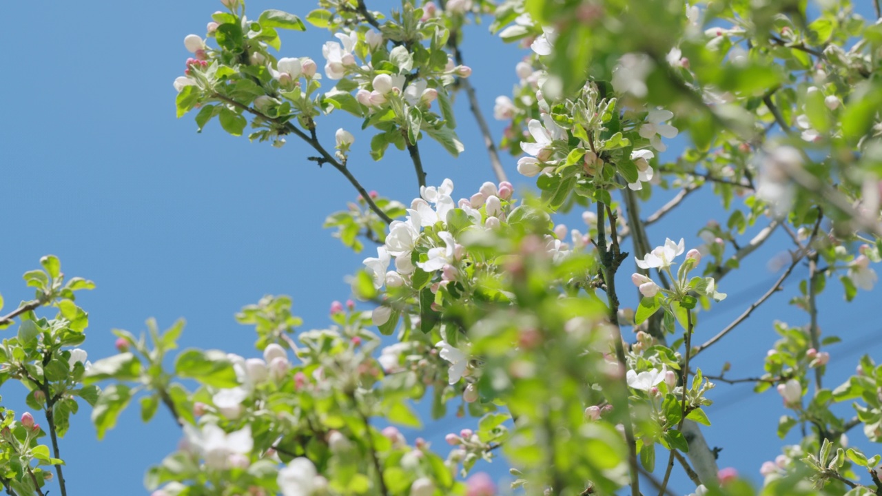 苹果树开白花。生态。苹果树开花的枝条。视频素材