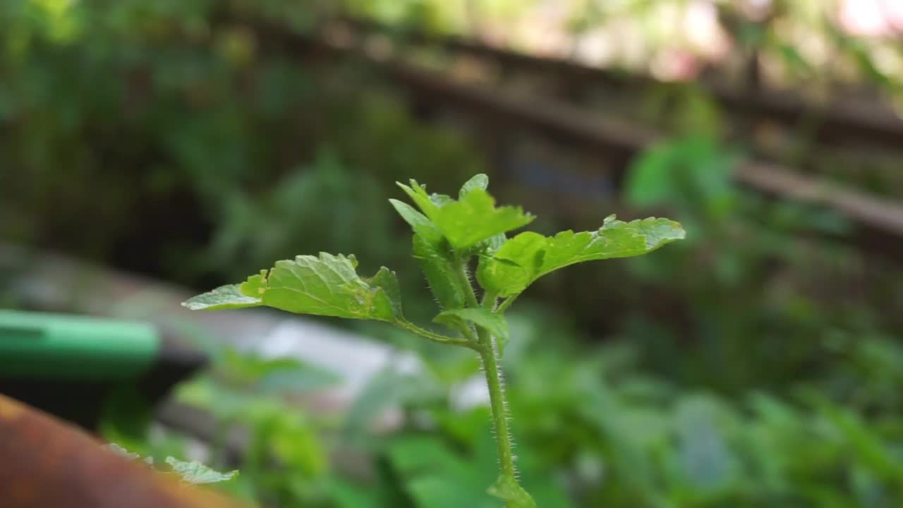 植物和花朵的库存镜头，完美的背景视频素材