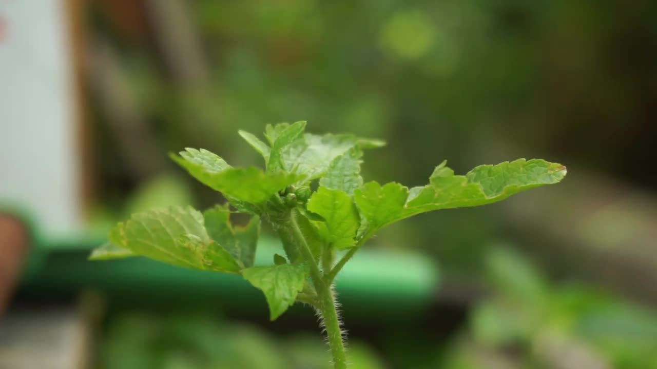 植物和花朵的库存镜头，完美的背景视频素材