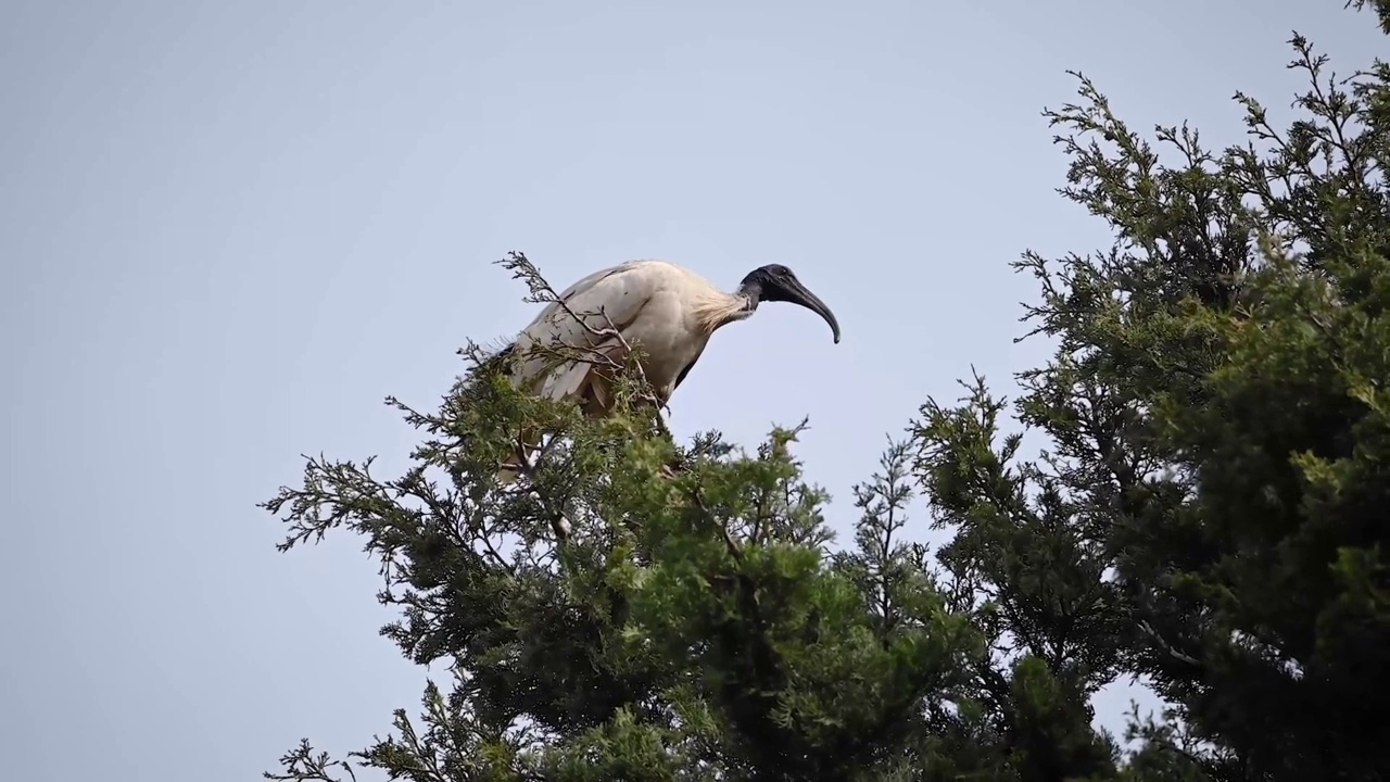 白色朱鹭(Threskiornis moluccus)视频素材