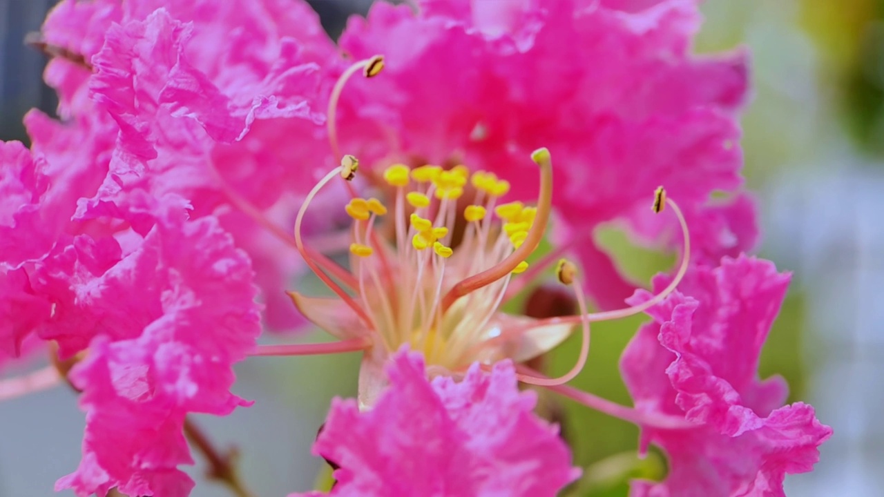 粉红色的紫薇花花瓣和花蕊，非常漂亮的背景和墙纸视频素材