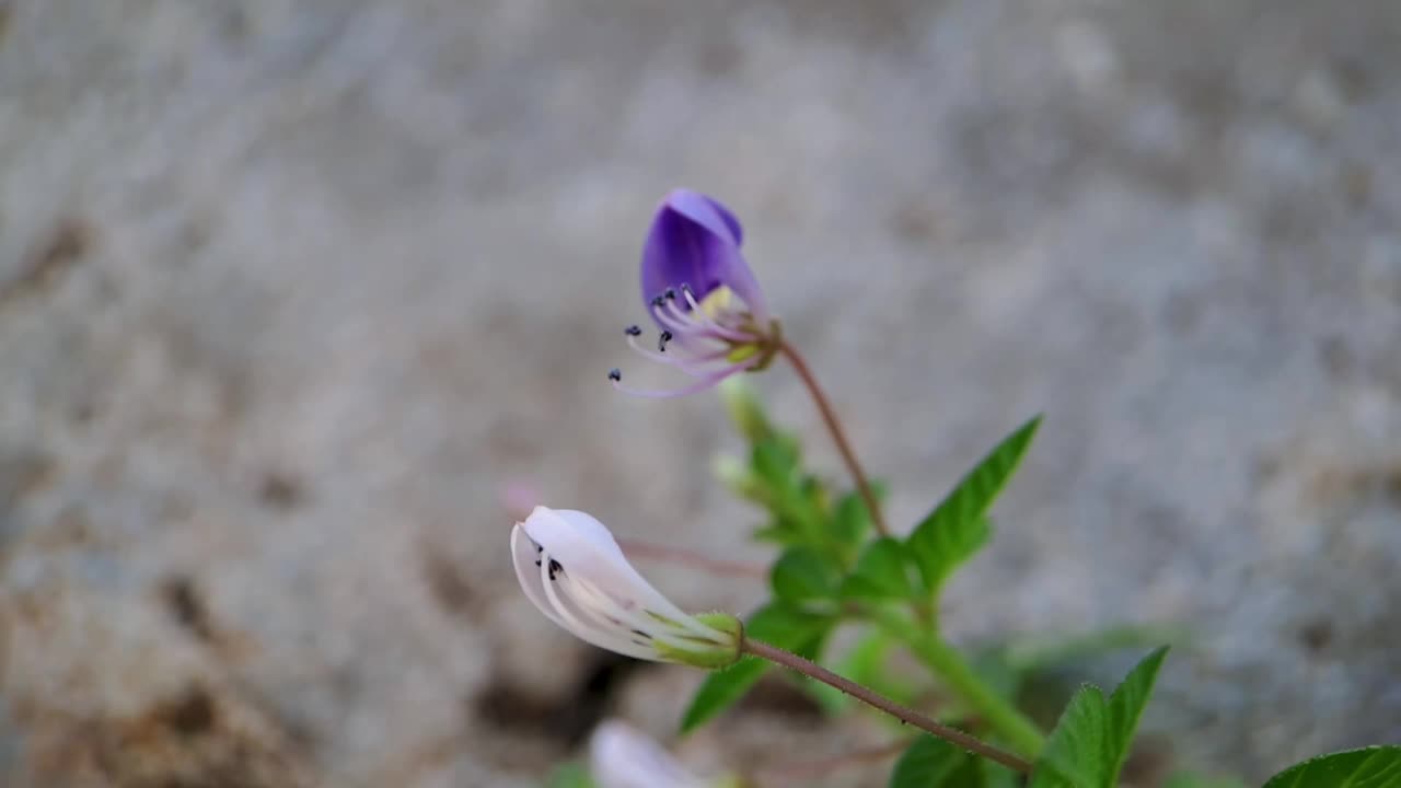 小蕊花具流苏的蜘蛛花，紫色的小蕊花视频素材