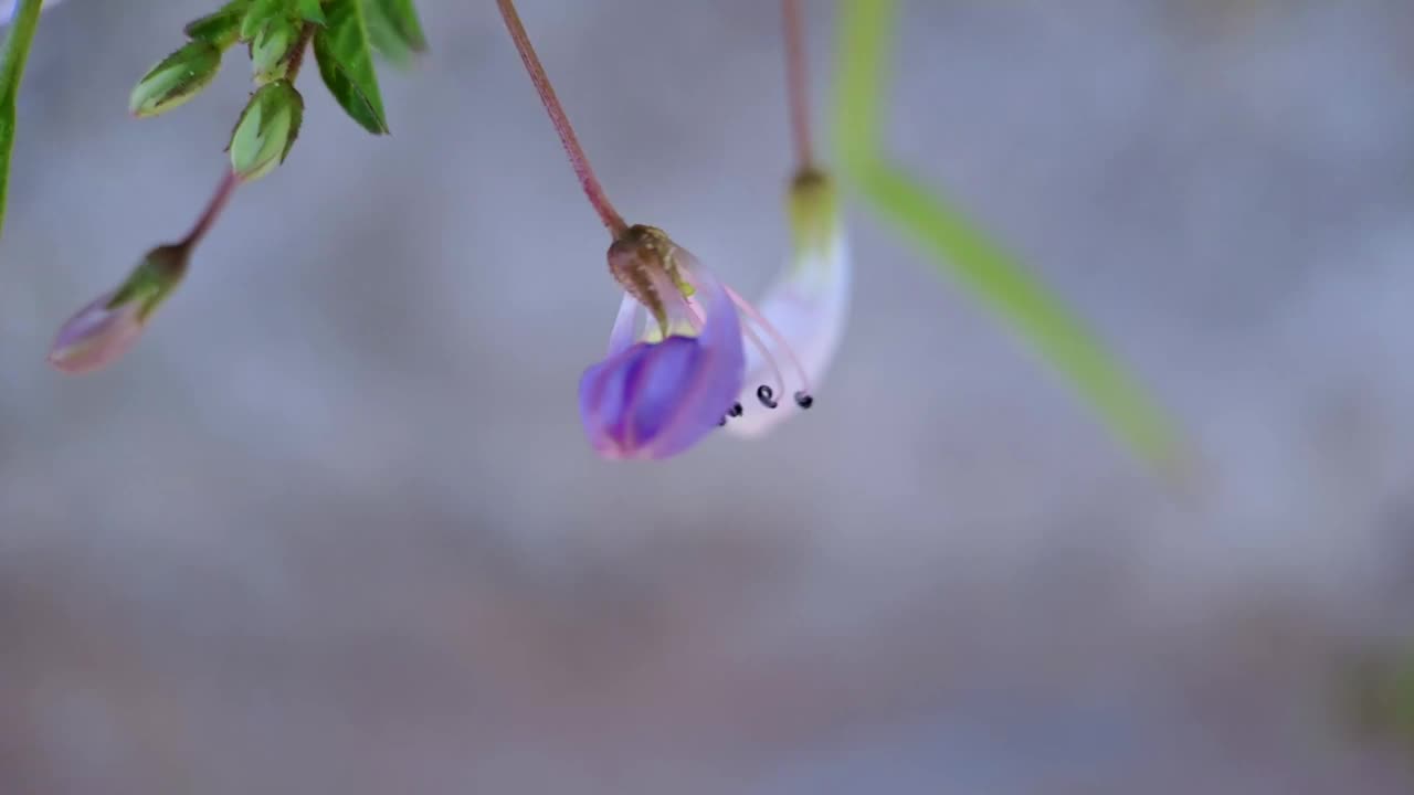 小蕊花具流苏的蜘蛛花，紫色的小蕊花视频素材