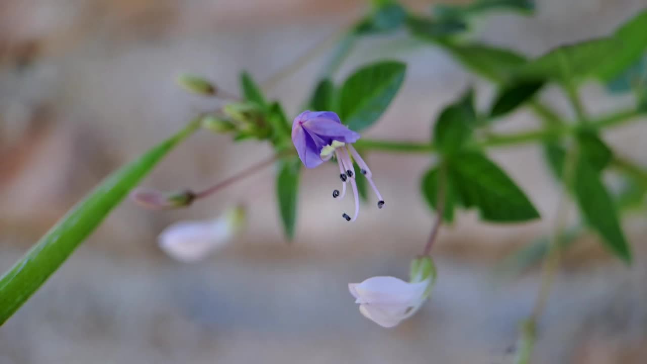 小蕊花具流苏的蜘蛛花，紫色的小蕊花视频素材