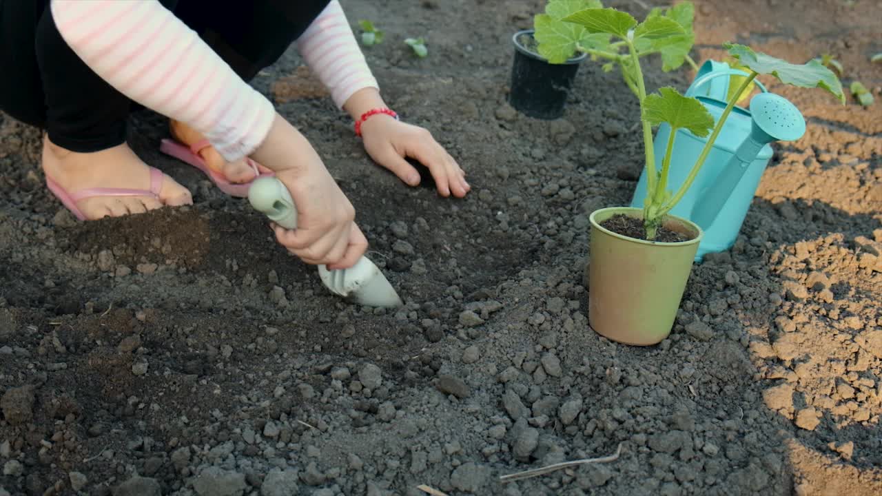 孩子正在花园里种一株植物。有选择性的重点。大自然。视频素材