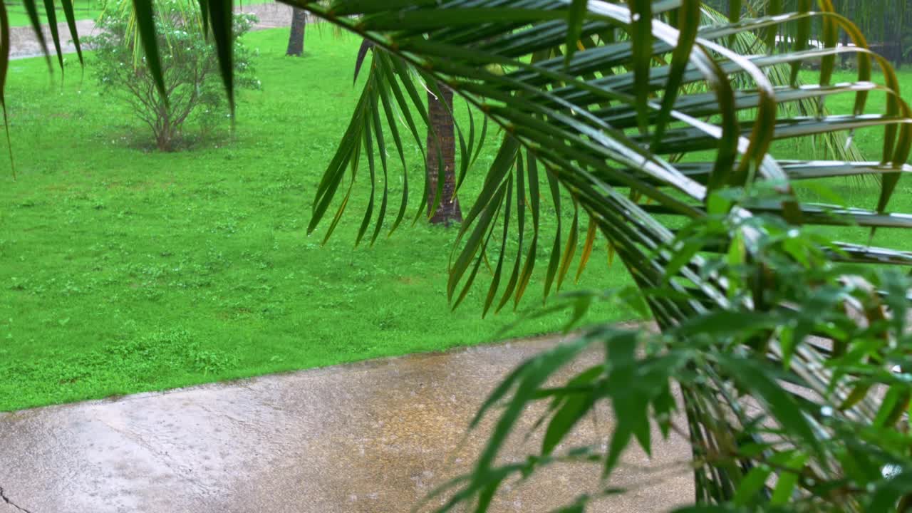 热带雨林的雨天。雨滴落在树叶树上。大雨落在树叶上。密林里的阵雨，丛林里的降雨特写，水滴固定在绿叶上。视频素材