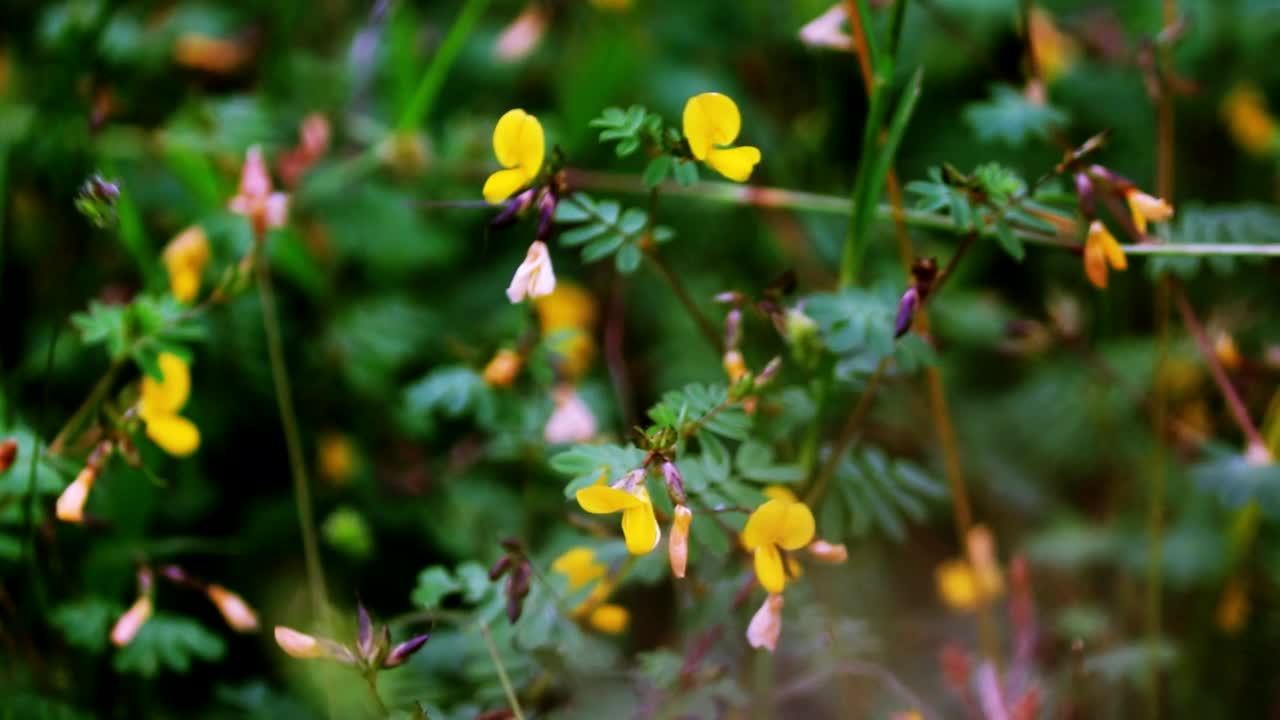 草野五颜六色的花朵背景视频素材