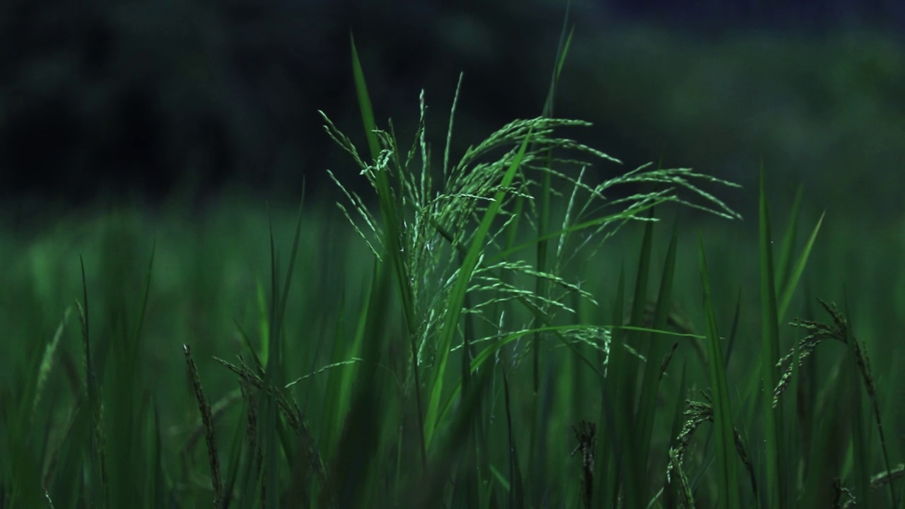 水稻绿田农业种植粮食视频素材