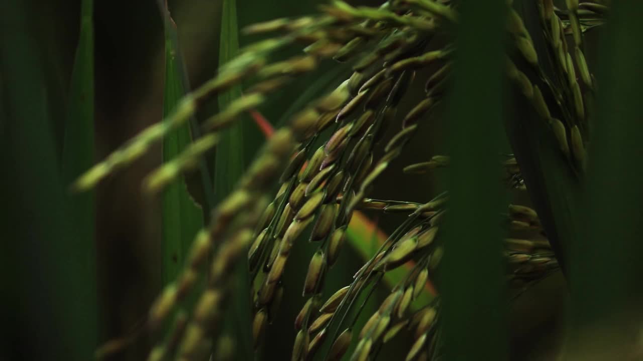 水稻绿田农业种植粮食视频素材