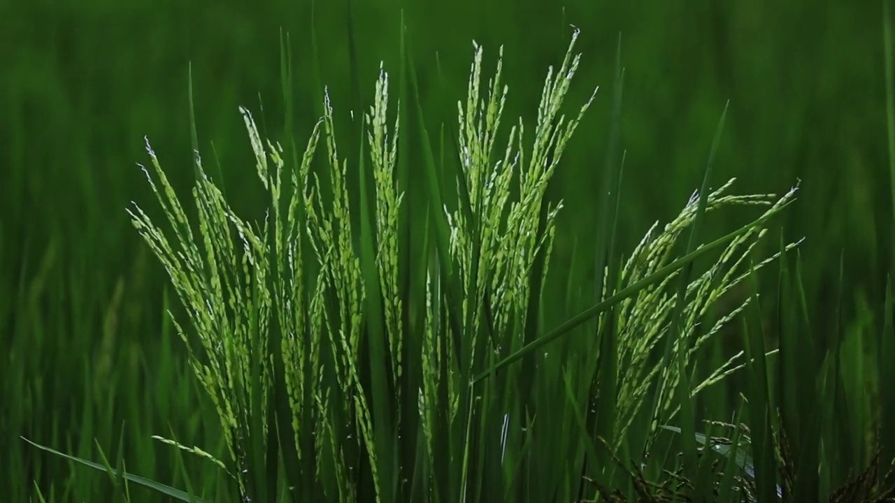 水稻绿田农业种植粮食视频素材