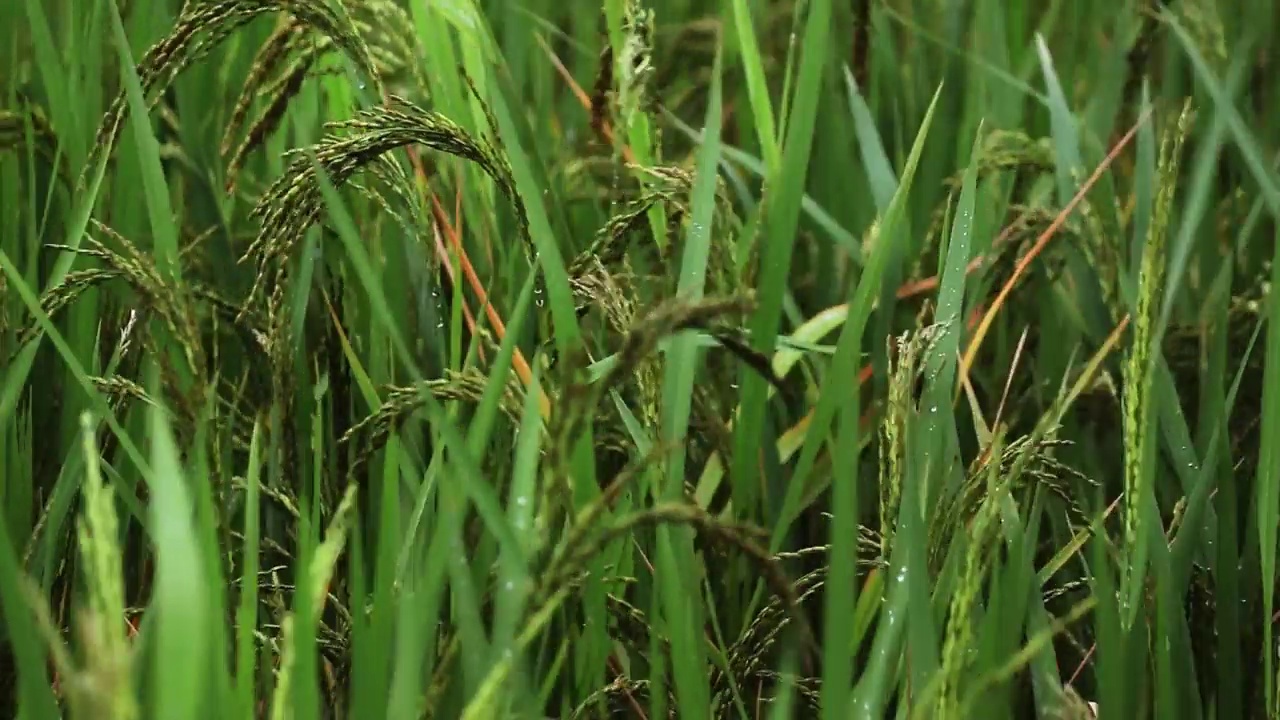 水稻玉米绿田农业种植粮食视频素材