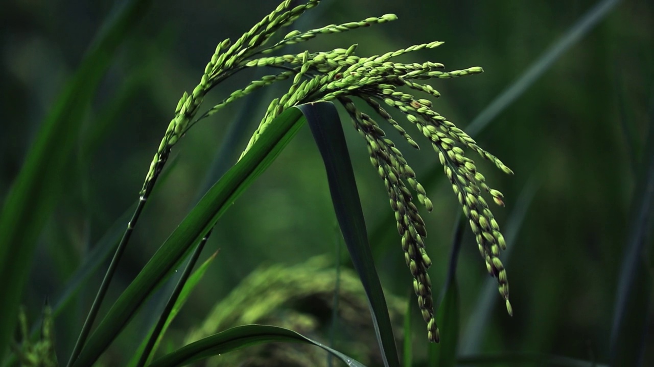 水稻玉米绿田农业种植粮食视频素材