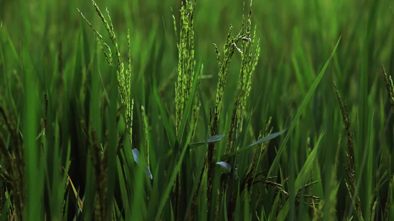 水稻玉米绿田农业种植粮食视频素材