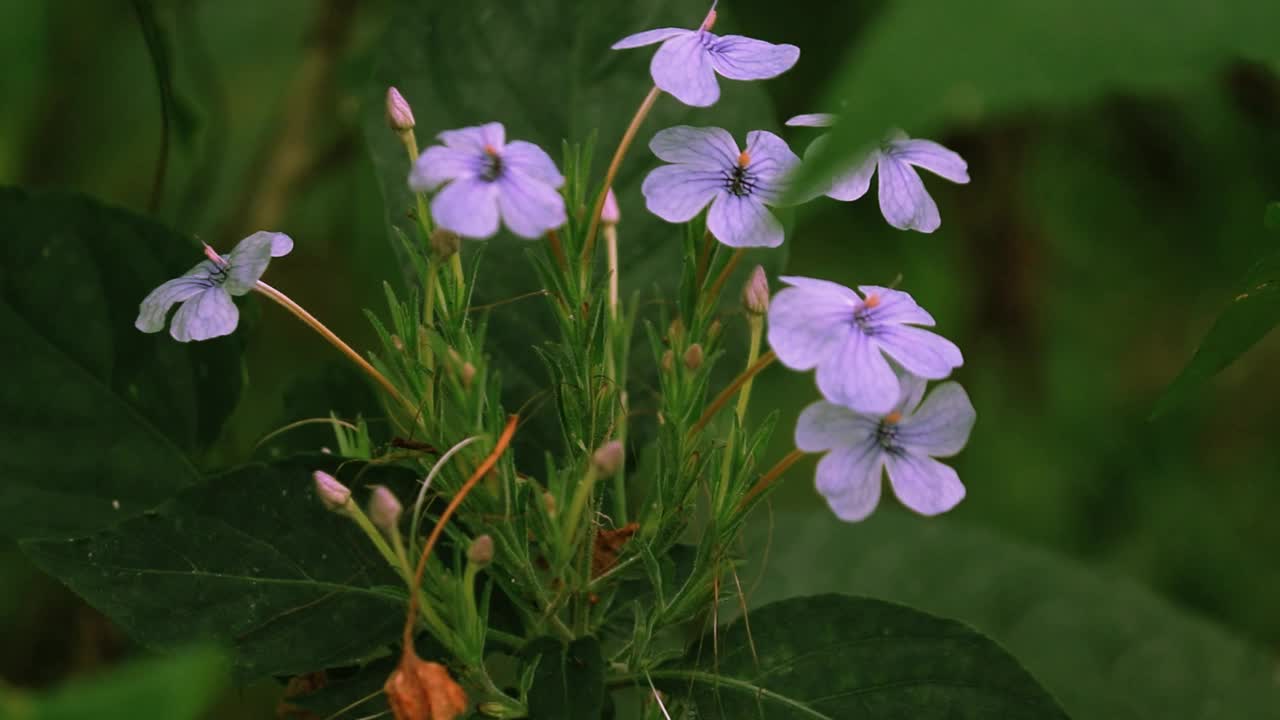 野粉花开绿叶视频素材