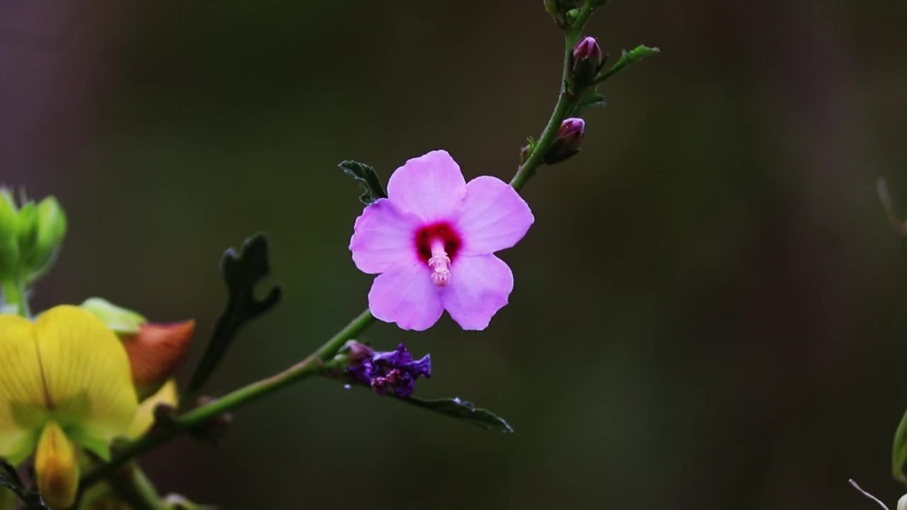 野粉花开绿叶视频素材